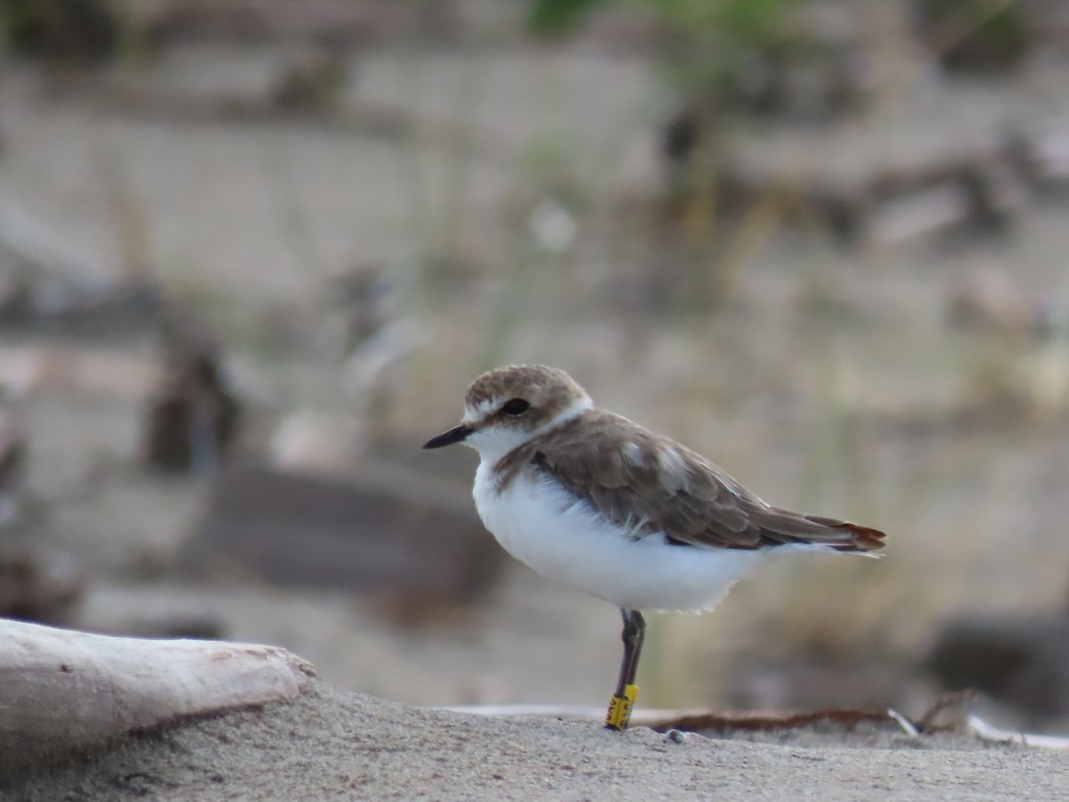Kentish Plover - ML640292006