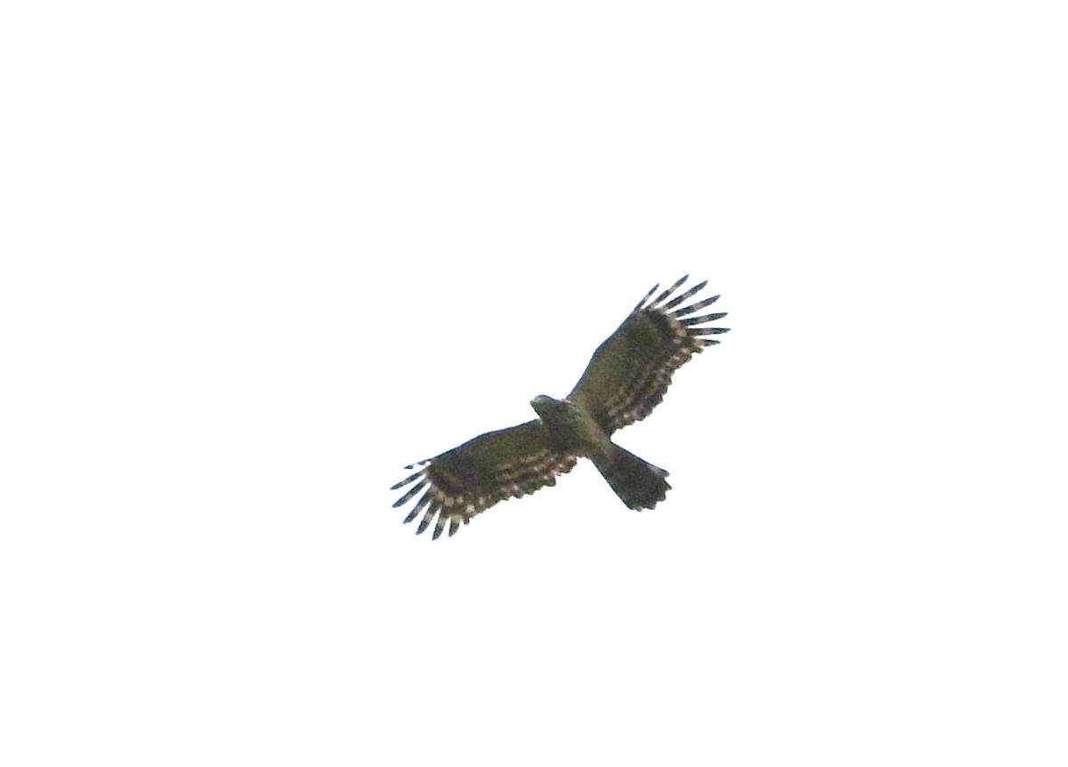 Long-tailed Honey-buzzard - ML640292052