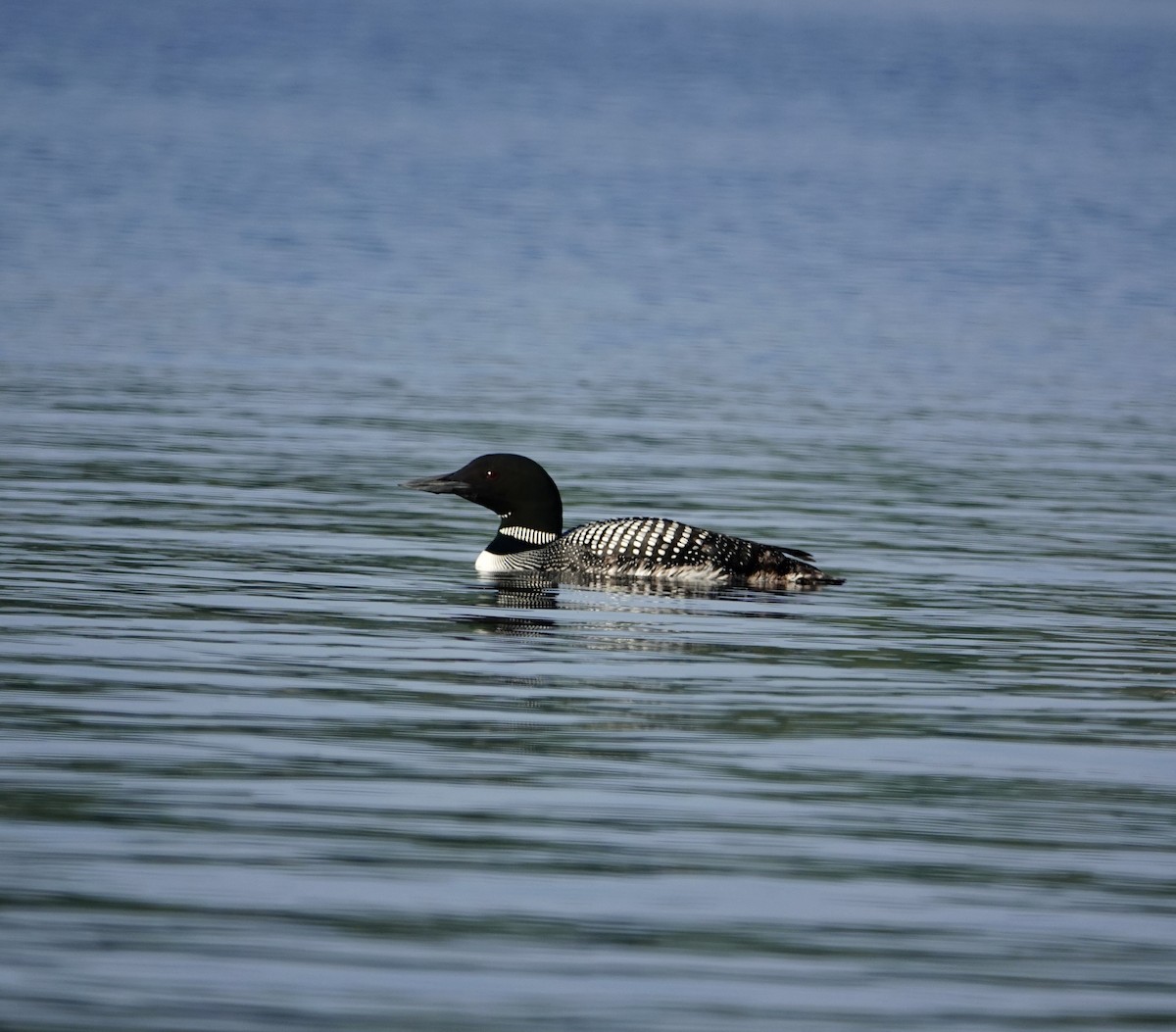 Plongeon huard - ML640292094