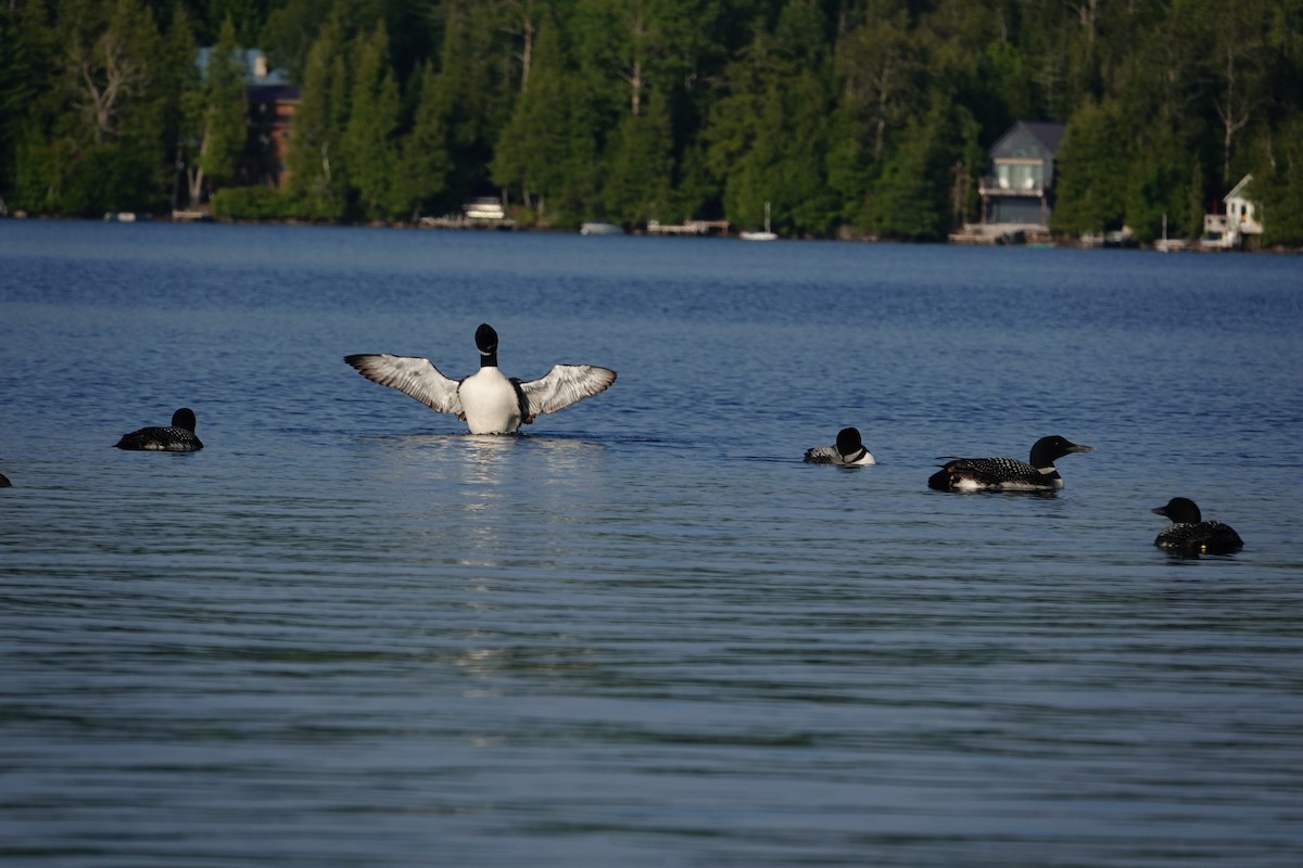 Plongeon huard - ML640292095