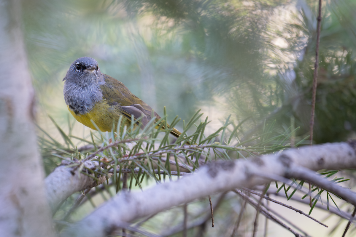 MacGillivray's Warbler - ML640292217