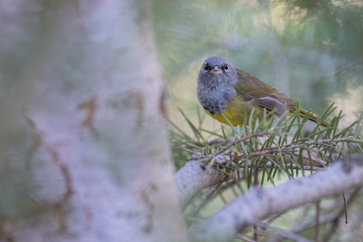 MacGillivray's Warbler - ML640292218