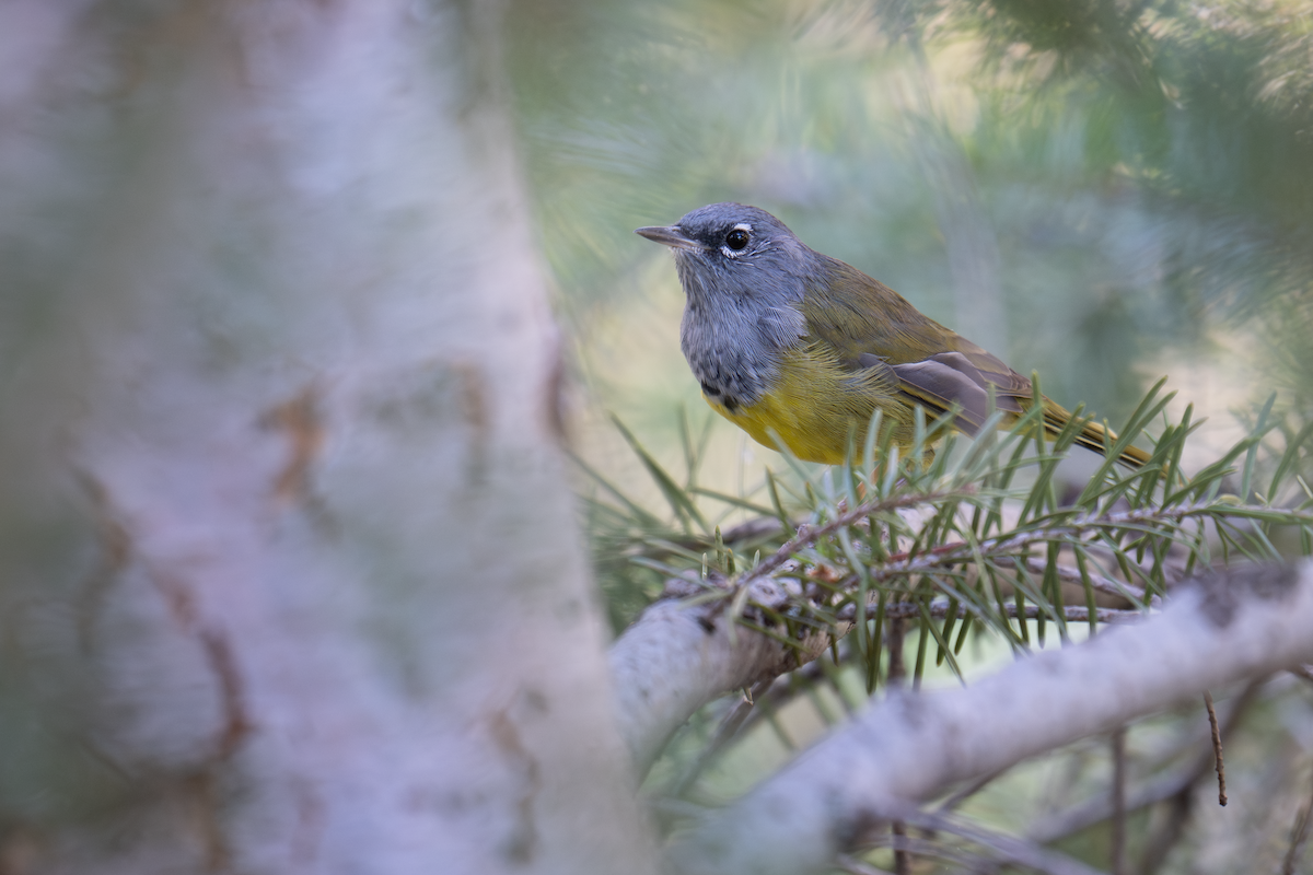 MacGillivray's Warbler - ML640292219
