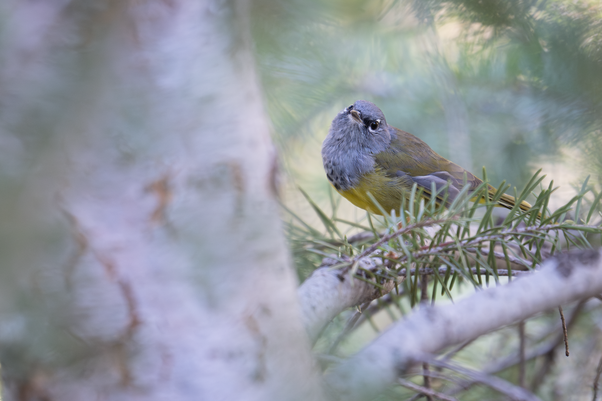 MacGillivray's Warbler - ML640292220