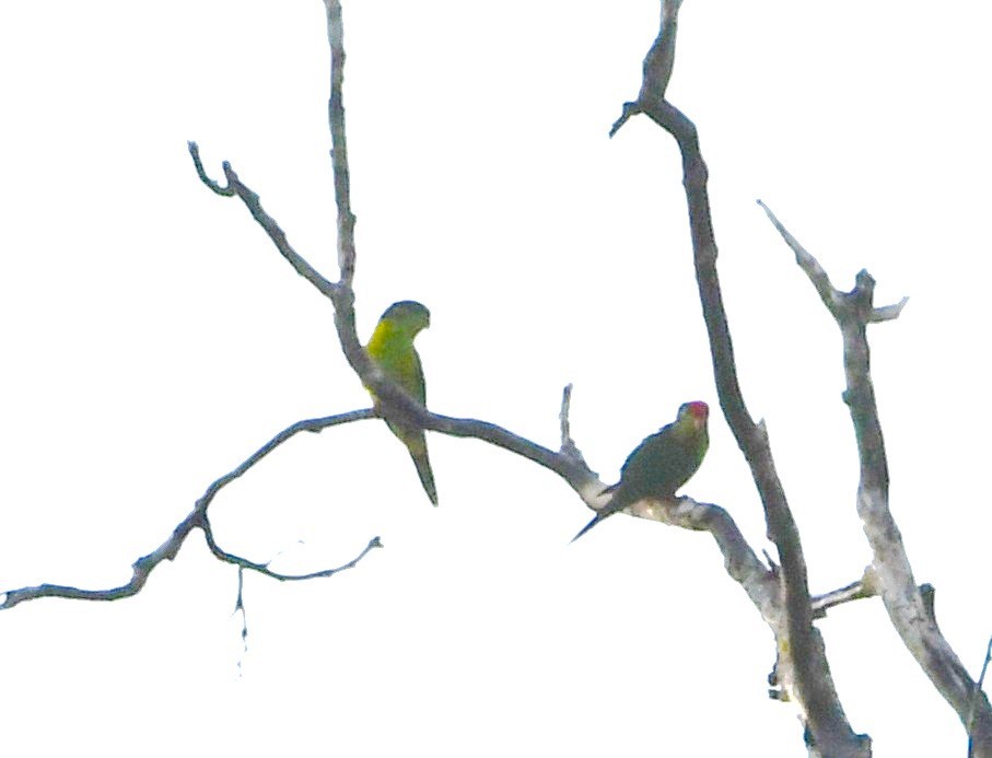 Large Fig-Parrot - ML640292230