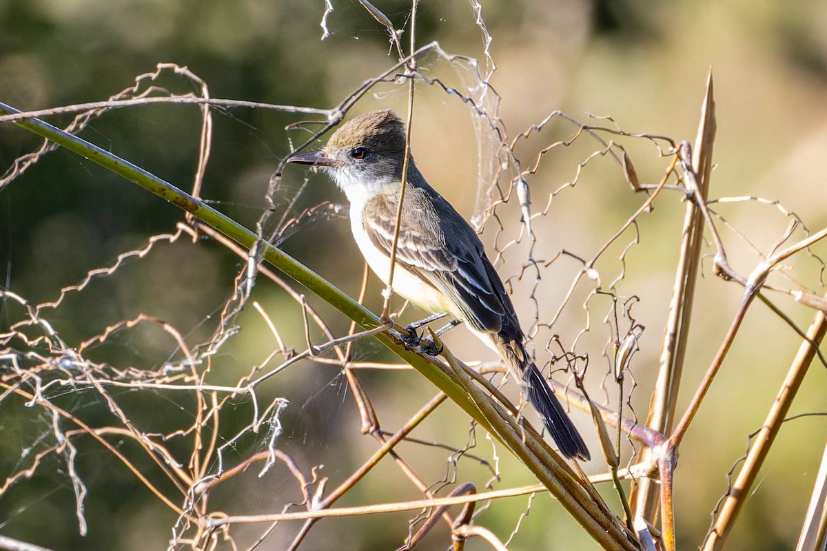 Swainson's Flycatcher - ML640292410