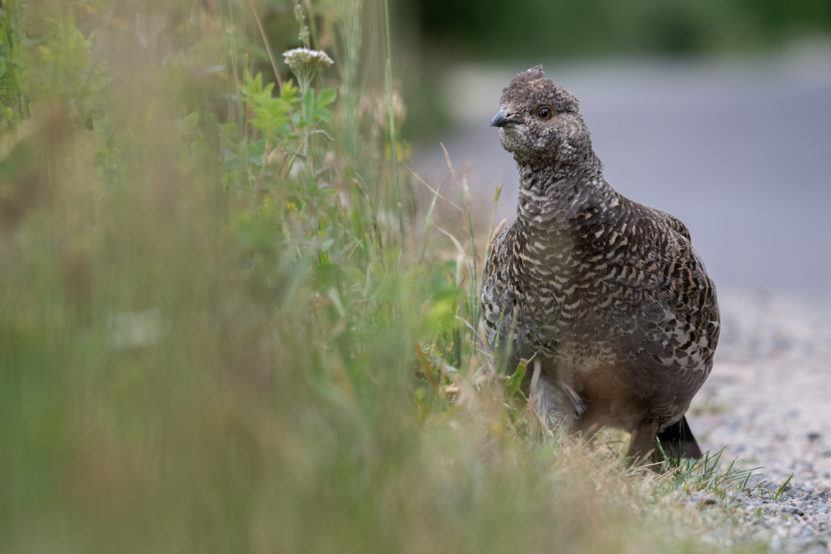 Dusky Grouse - ML640292413