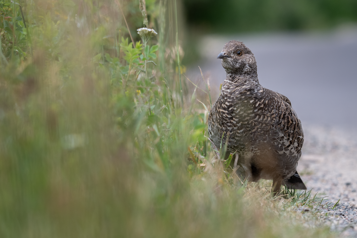 Dusky Grouse - ML640292414