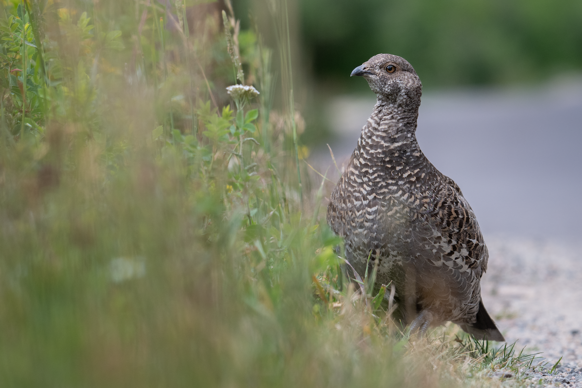 Dusky Grouse - ML640292415