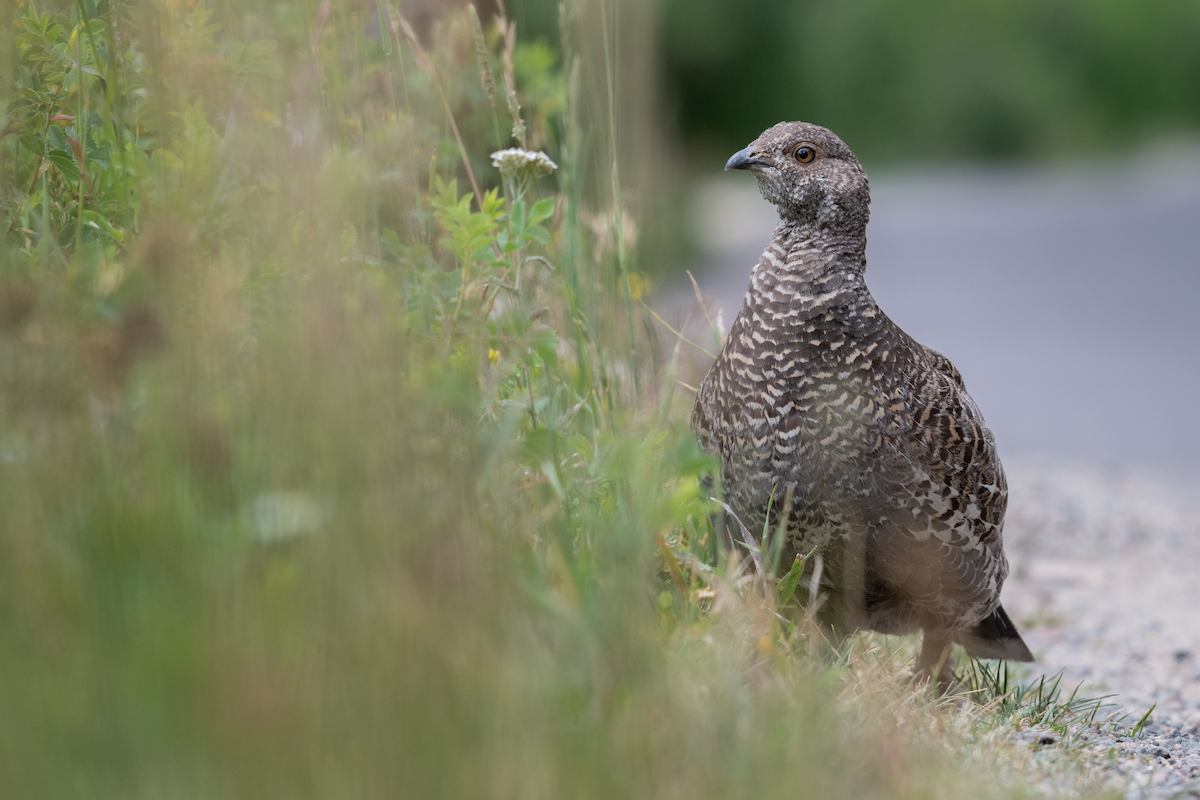 Dusky Grouse - ML640292416