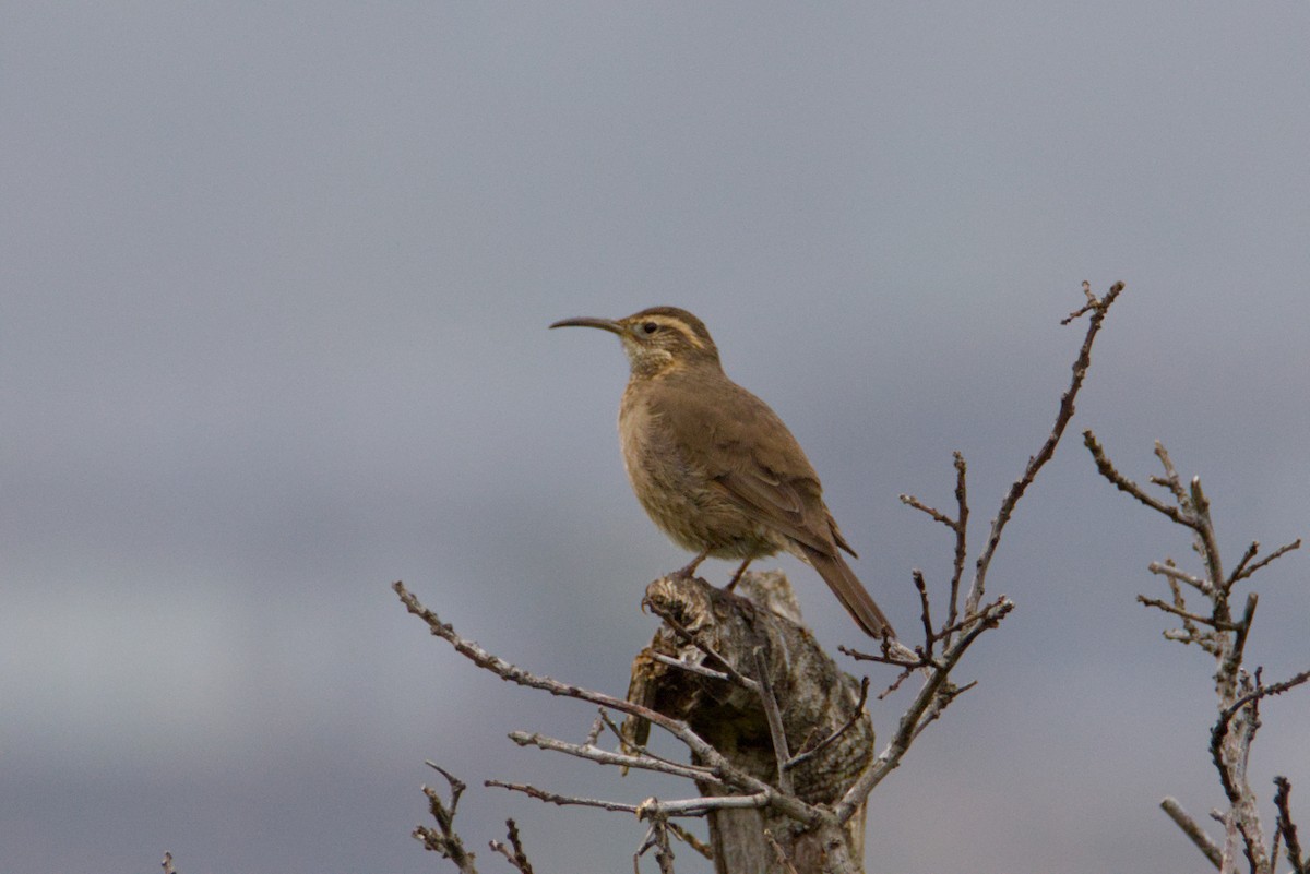 Patagonian Forest Earthcreeper - ML640292442