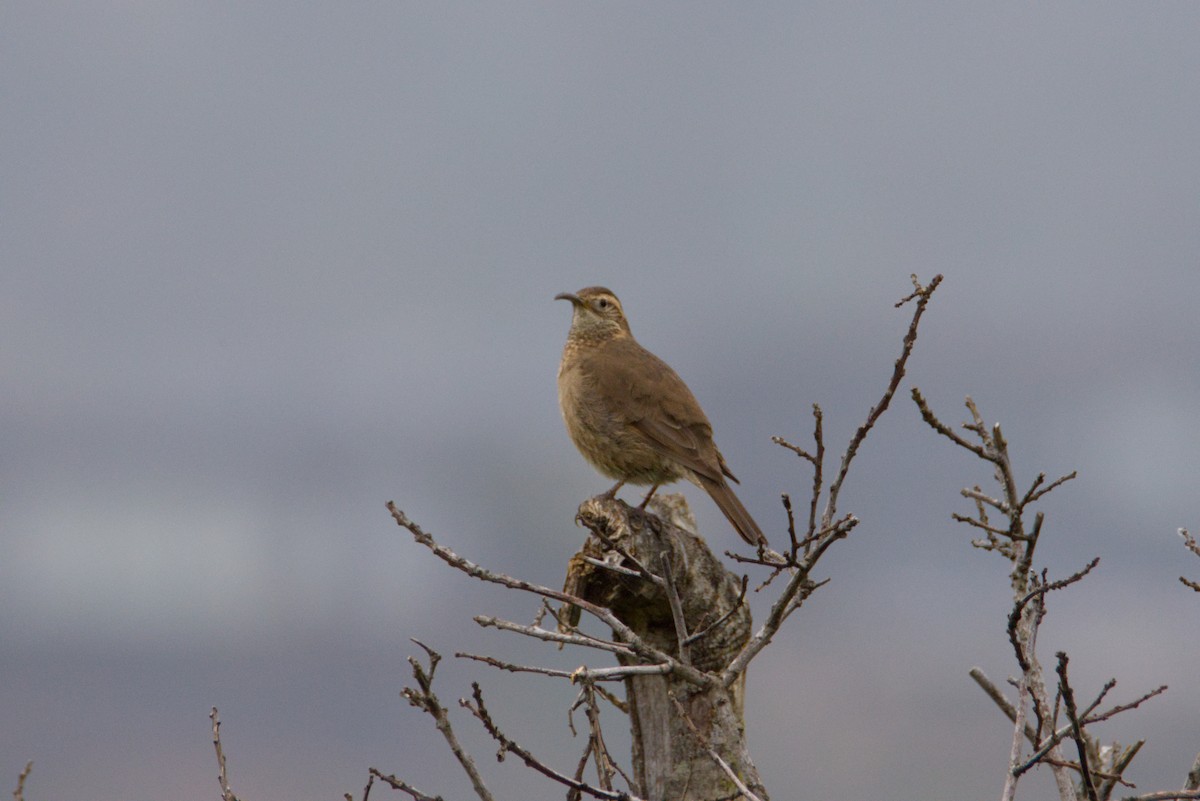 Patagonian Forest Earthcreeper - ML640292443
