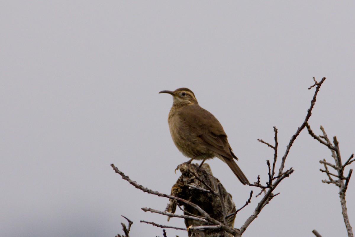 Patagonian Forest Earthcreeper - ML640292444