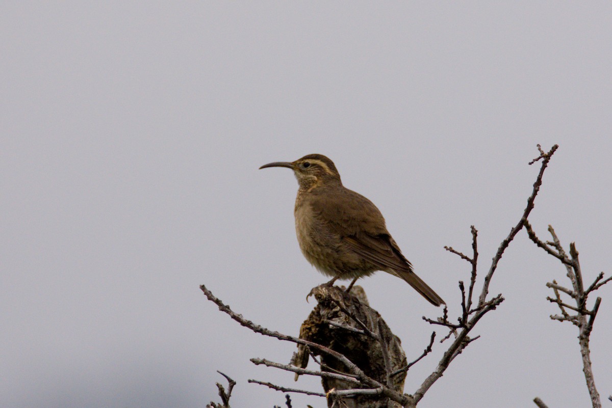 Patagonian Forest Earthcreeper - ML640292445