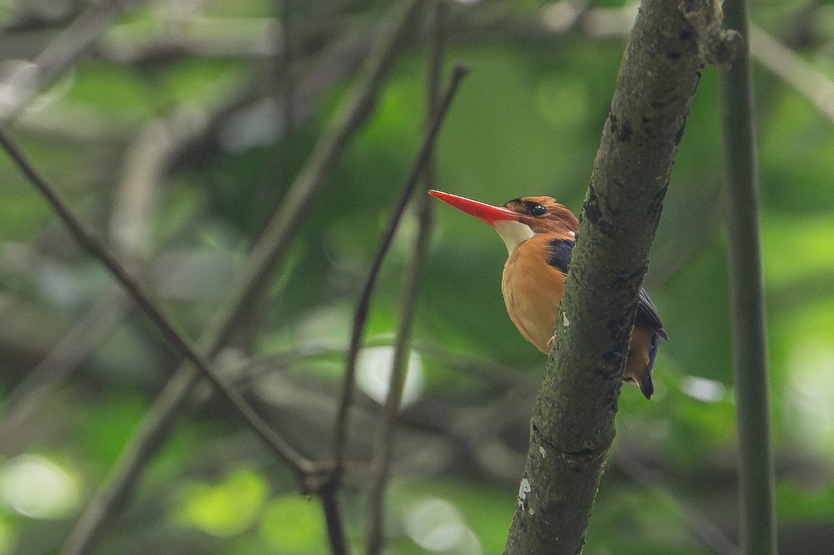 African Dwarf Kingfisher - ML640292527