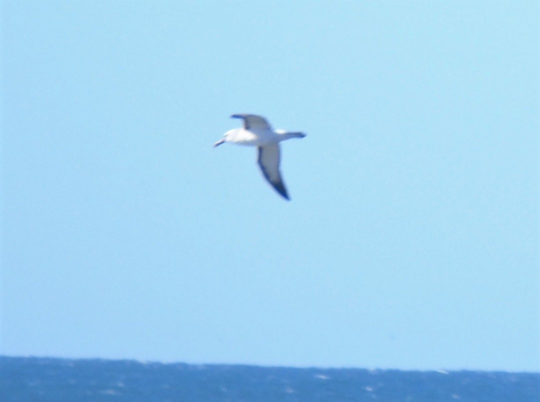 Atlantic Yellow-nosed Albatross - ML640292533