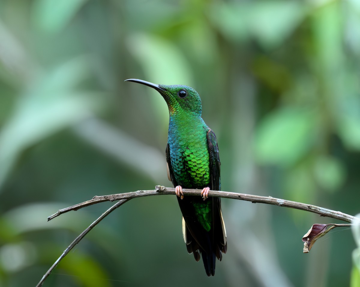 Fiery Topaz - ML640292544