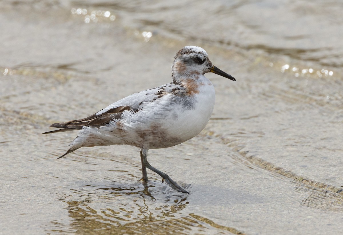 Red Phalarope - ML640292581