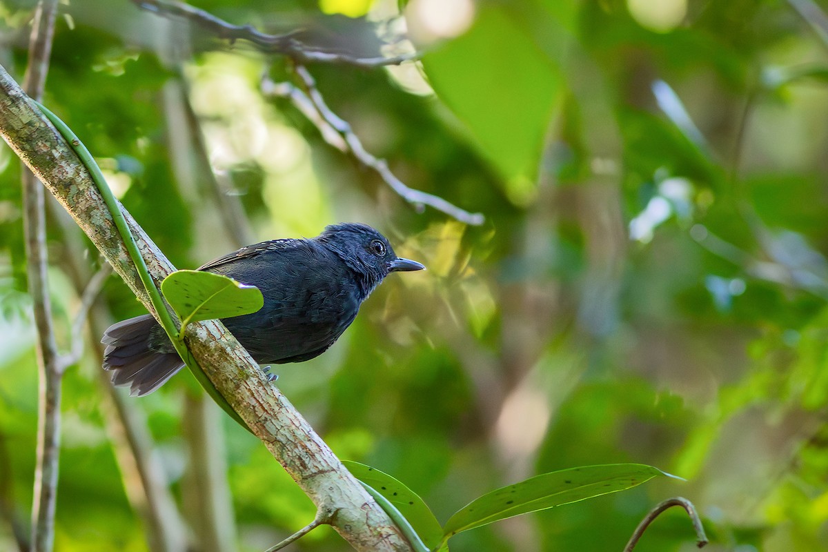 Plumbeous Antvireo - ML640292701