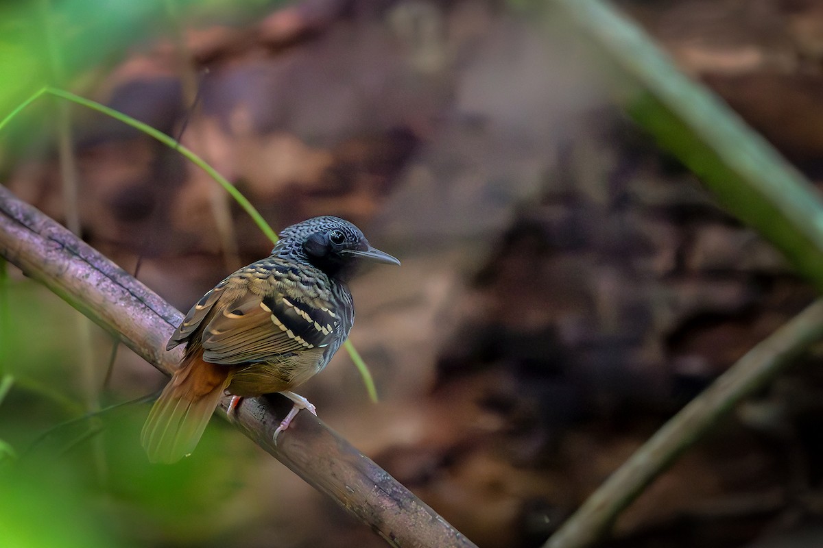 Scalloped Antbird - ML640292707