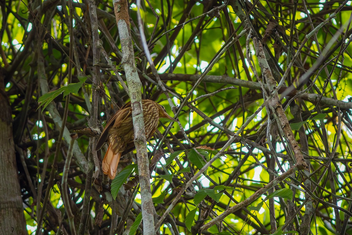 Pale-browed Treehunter - ML640292718
