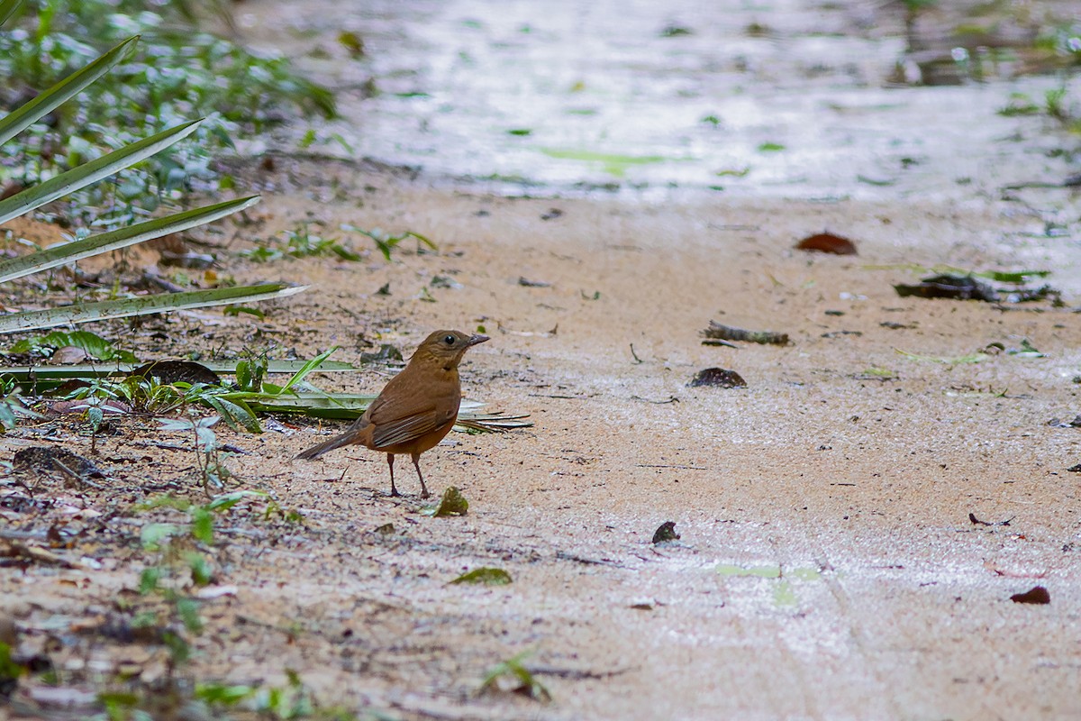 Cocoa Thrush - ML640292723