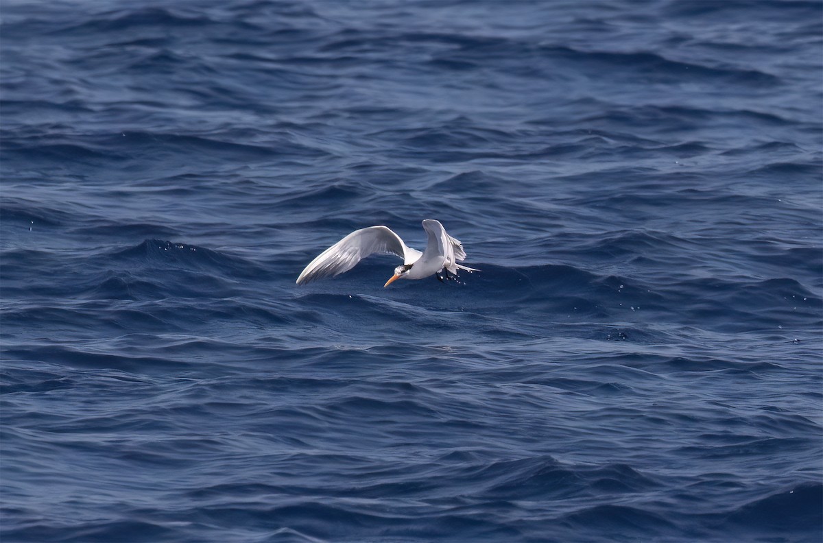 Elegant Tern - ML640292773