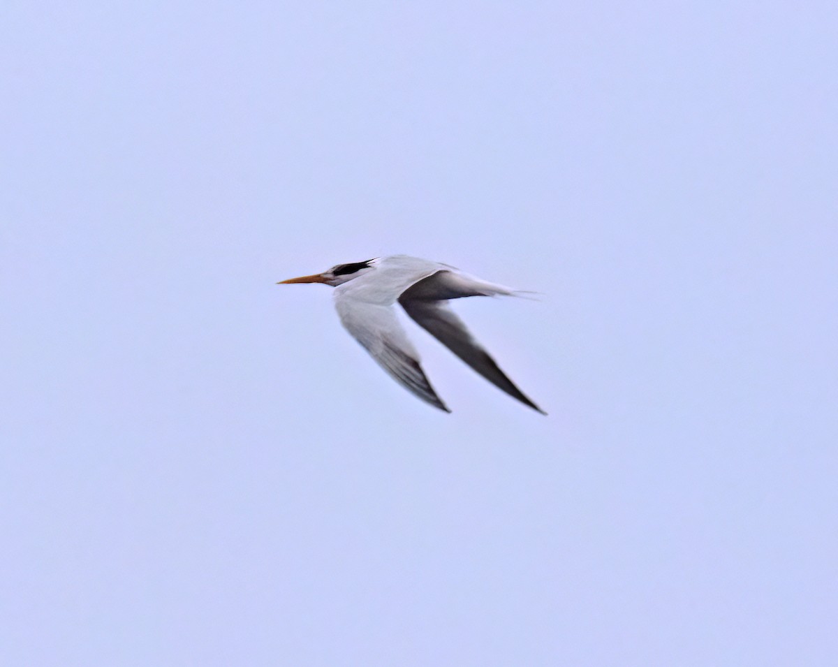 Elegant Tern - ML640292774