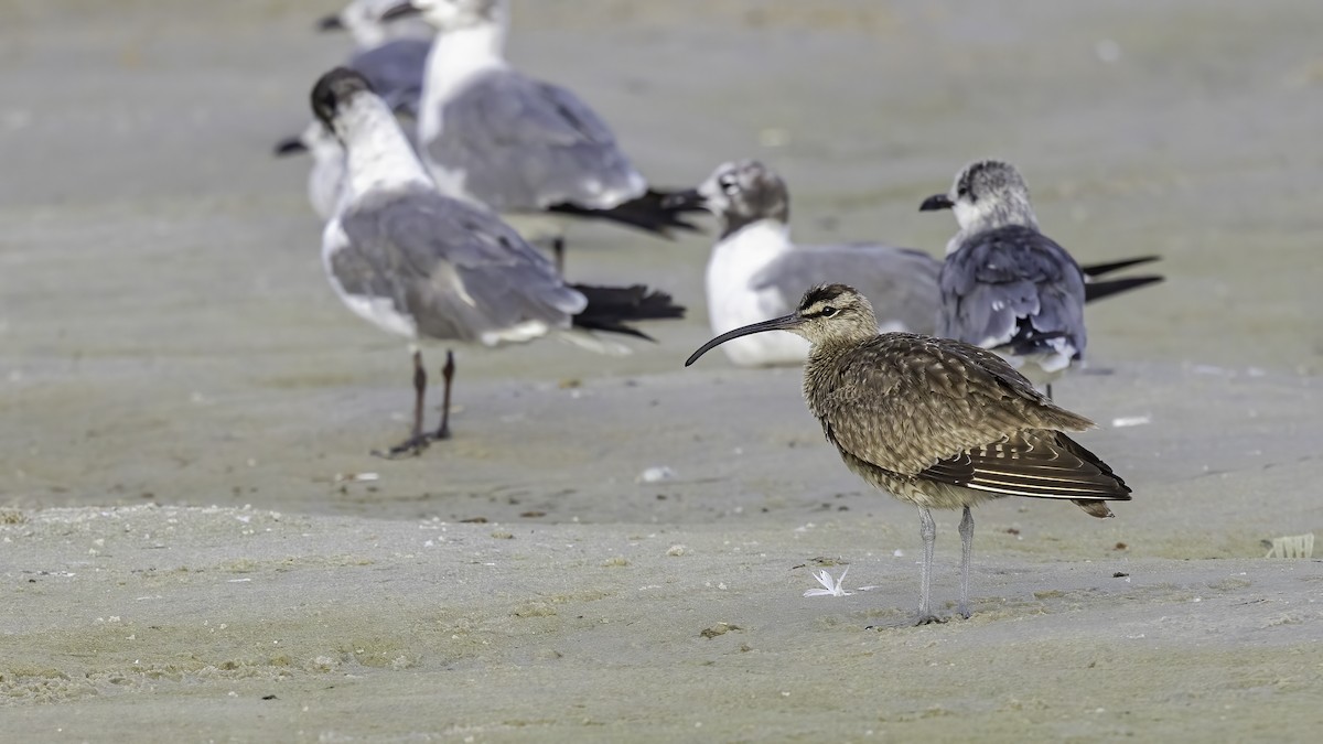 Hudsonian Whimbrel - ML640292808