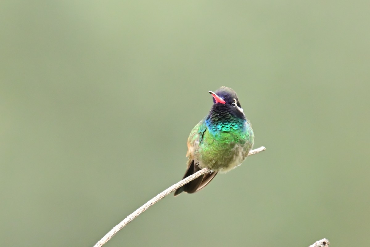 White-eared Hummingbird - ML640292813