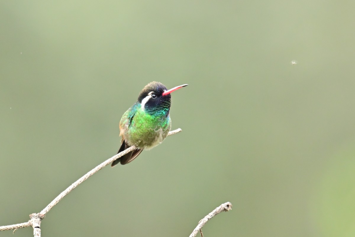 White-eared Hummingbird - ML640292816