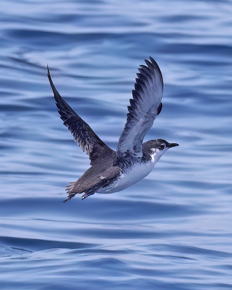 Guadalupe Murrelet - ML640292848