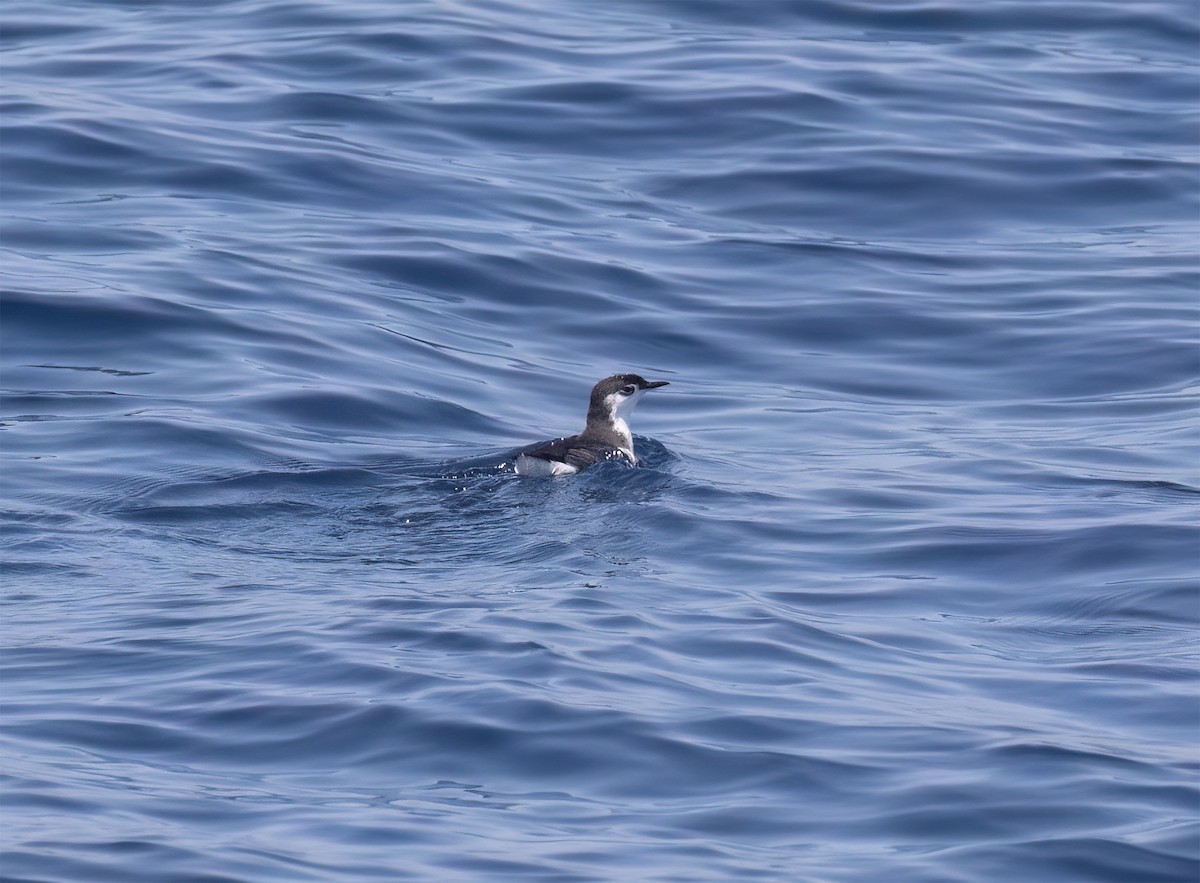 Guadalupe Murrelet - ML640292849