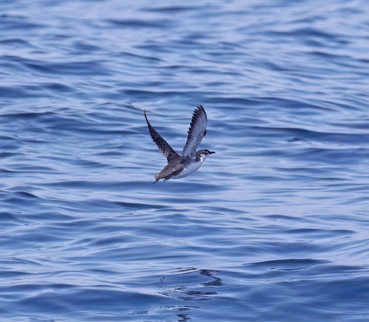 Guadalupe Murrelet - ML640292850