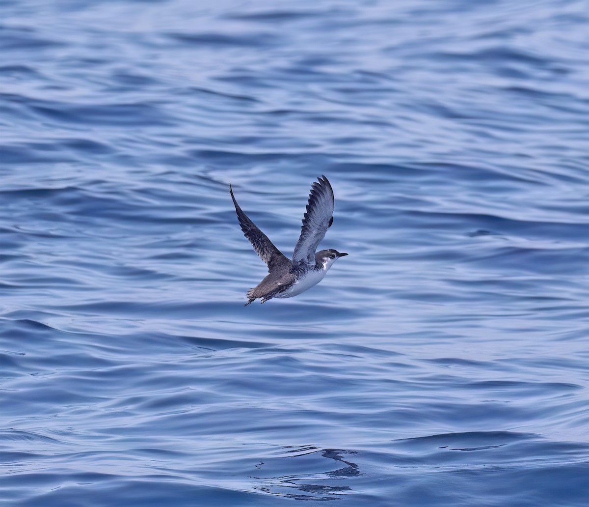 Guadalupe Murrelet - ML640292851