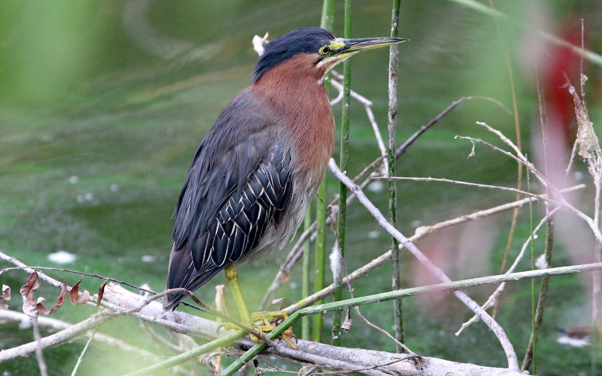 Green Heron - ML640292866