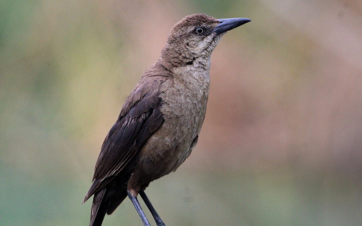 Great-tailed Grackle - ML640292870
