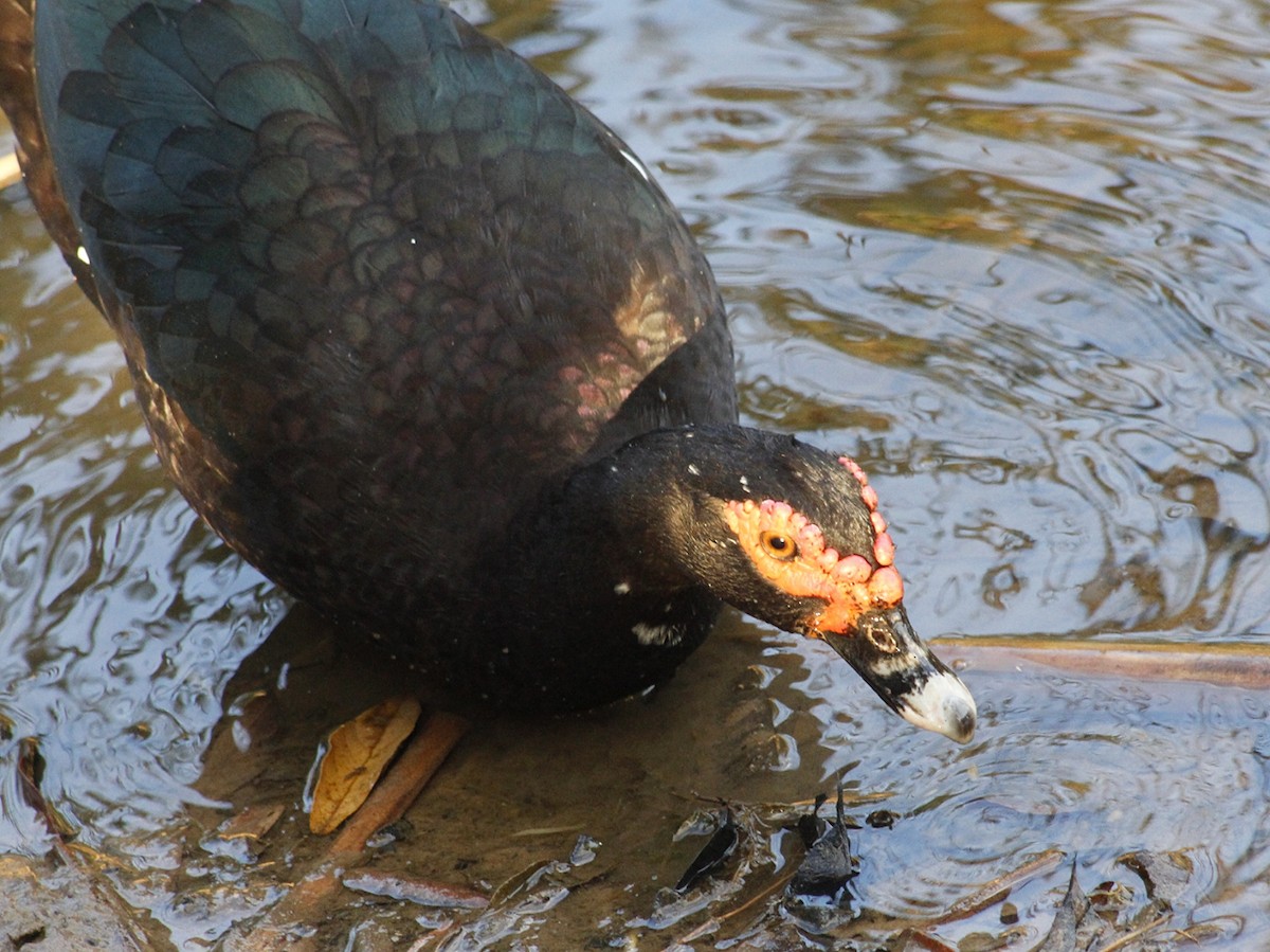 Muscovy Duck (Domestic type) - ML640292882