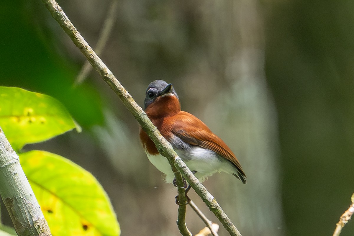 Chestnut Wattle-eye - ML640292885