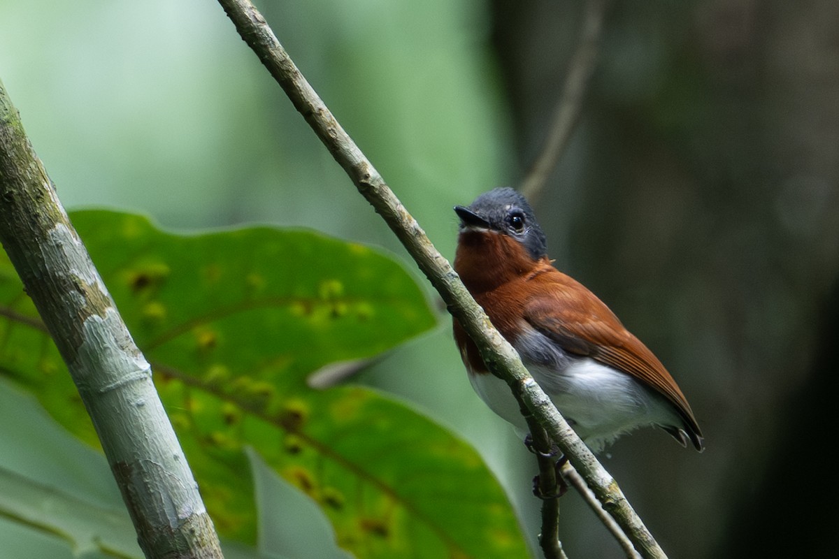 Chestnut Wattle-eye - ML640292891