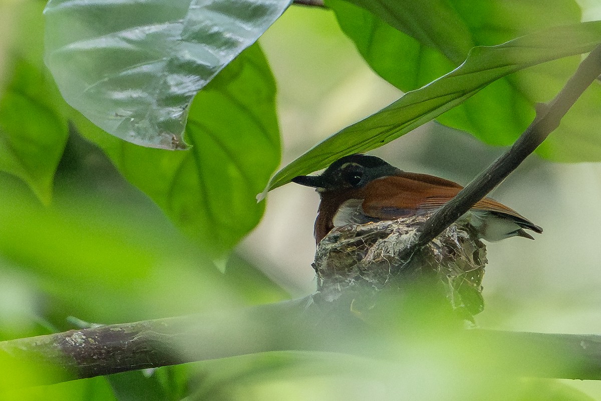 Chestnut Wattle-eye - ML640292894