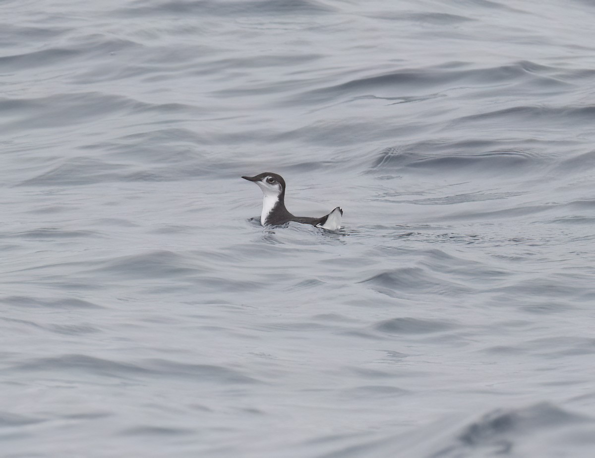 Guadalupe Murrelet - ML640292895