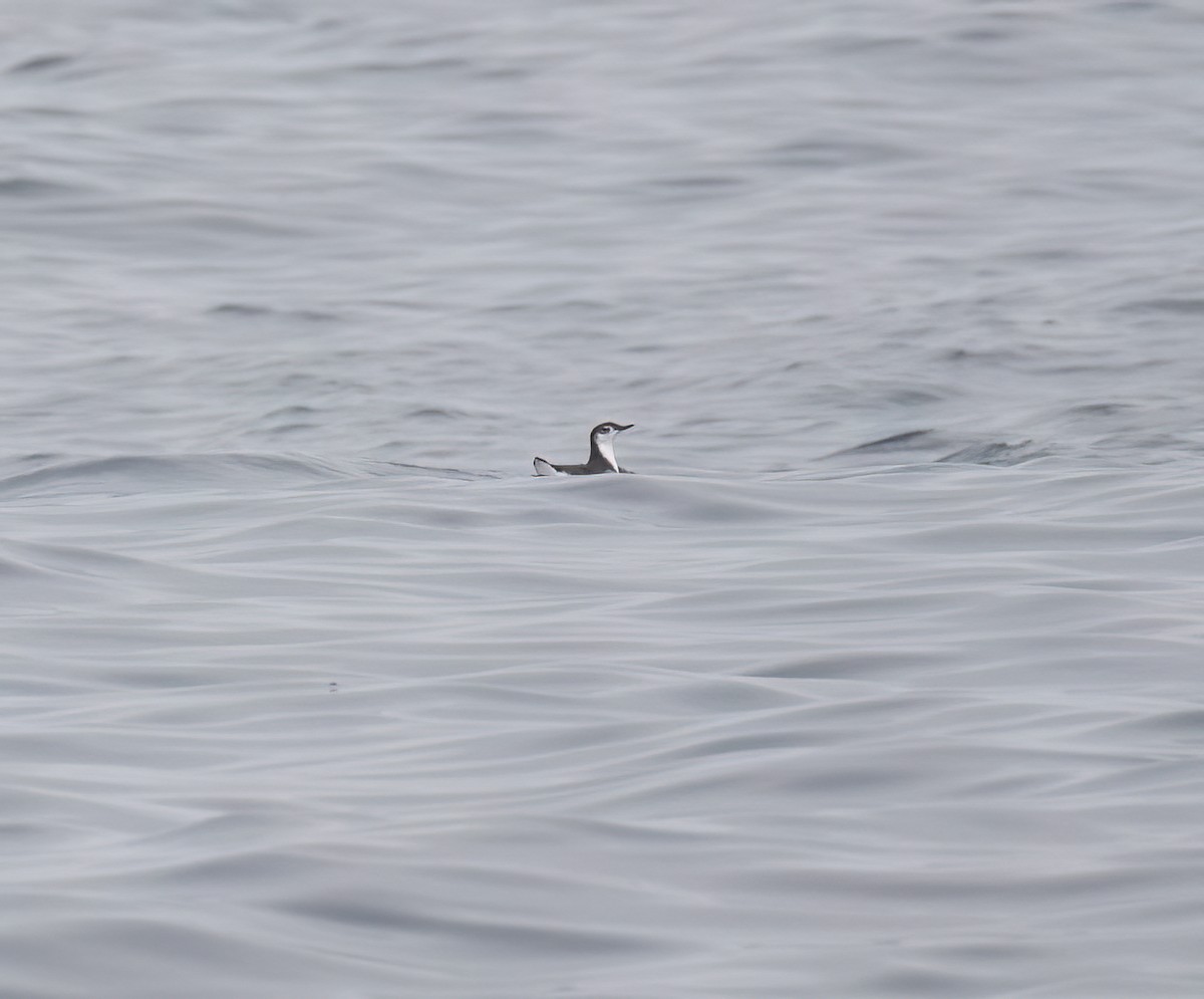 Guadalupe Murrelet - ML640292896