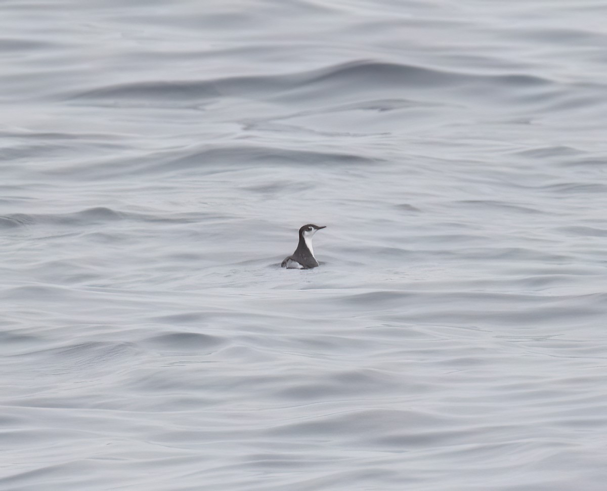 Guadalupe Murrelet - ML640292897
