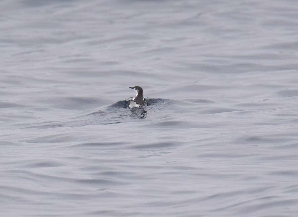 Guadalupe Murrelet - ML640292898