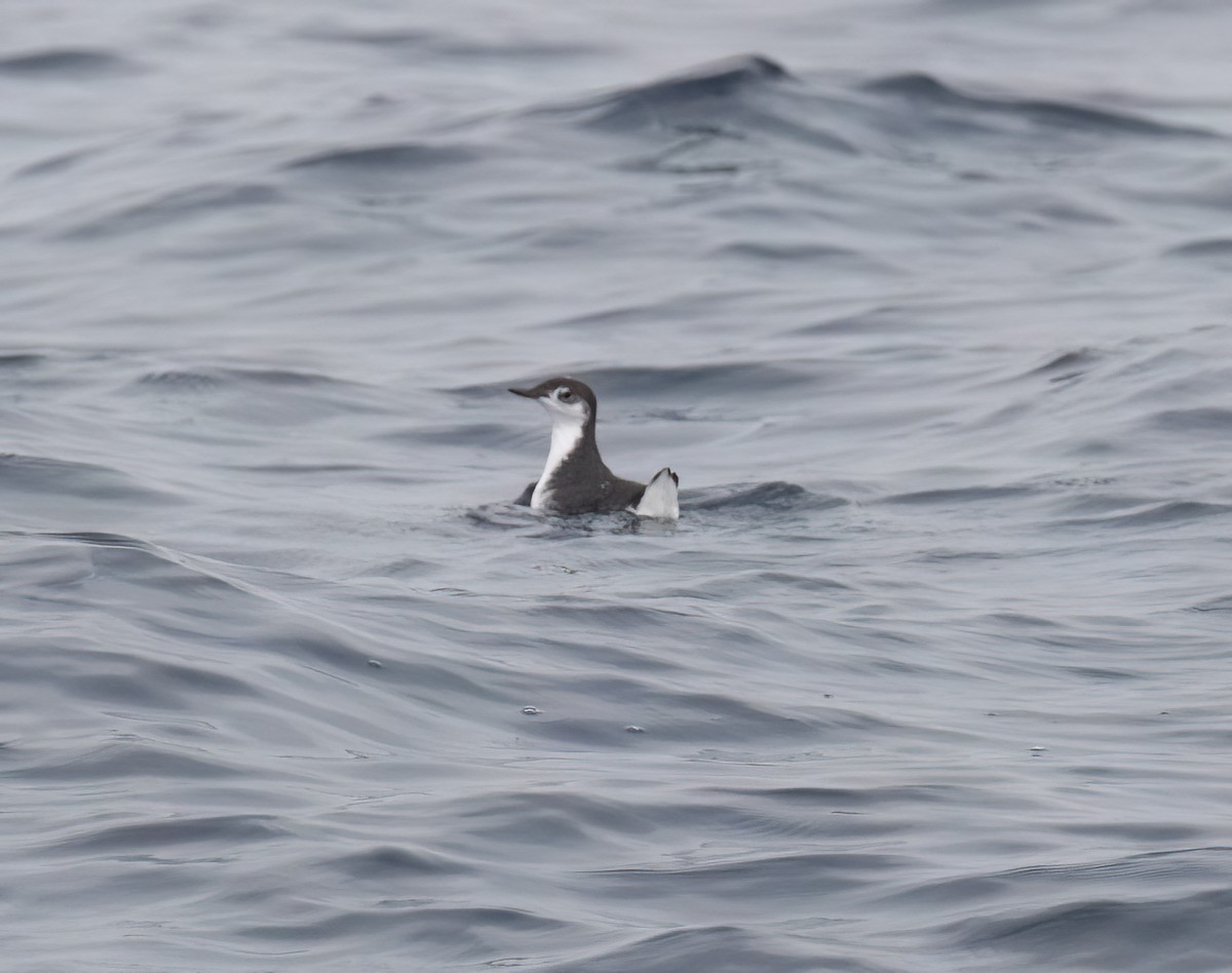 Guadalupe Murrelet - ML640292899