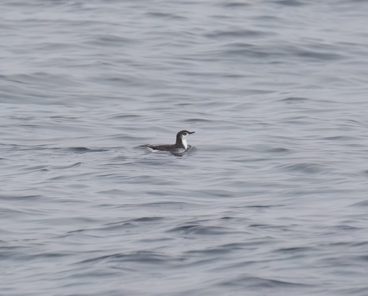 Guadalupe Murrelet - ML640292900