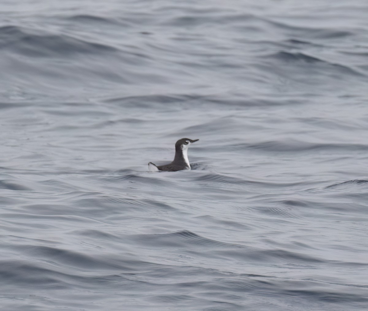 Guadalupe Murrelet - ML640292901