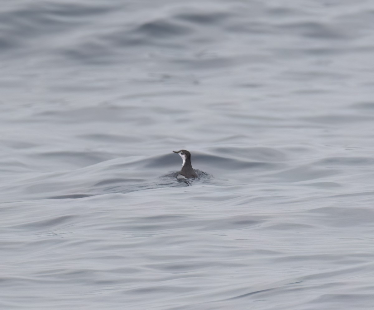 Guadalupe Murrelet - ML640292902