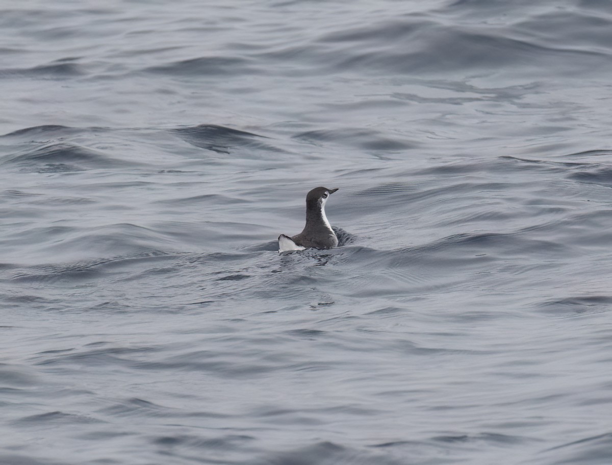 Guadalupe Murrelet - ML640292903
